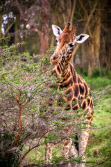 Close-up view of a Nubian giraffe eating from a whistling thorn acacia inside a forest in the...