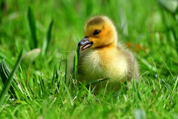 Junge Kanadagans (Branta canadensis) im Gras.