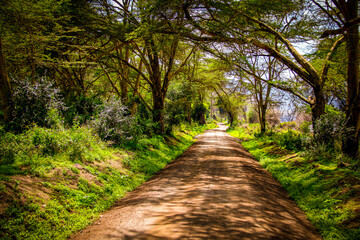 View of the dirt road that leads safari-hungry tourists through Lake Nakuru National Park in Kenya