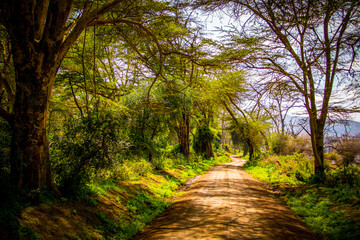 Obraz premium View of the dirt road that leads safari-hungry tourists through Lake Nakuru National Park in Kenya