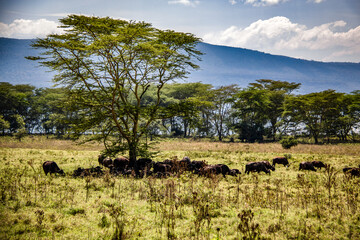 View of a herd of African buffaloes gathering and lying in the shade of a lone fever tree in the savannah of Lake Nakuru National Park in Kenya