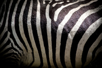 Fototapeta premium Beautiful close-up view of the black and white striped belly of a wild plains zebra in Kenya