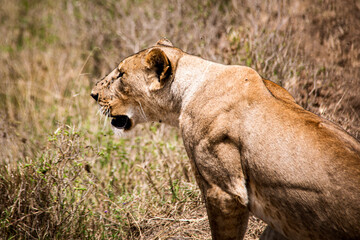 View of a grown female lion hunting for prey in the savannah grasslands of the Lake Nakuru National Park in Nairobi, Kenya