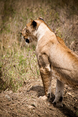 View of a grown female lion hunting for prey in the savannah grasslands of the Lake Nakuru National Park in Nairobi, Kenya