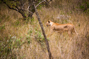View of a grown female lion hunting for prey in the savannah shrublands of the Lake Nakuru National...