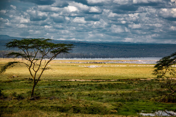 View of the vast savannah grasslands on the shores of Lake Nakuru, Kenya, which serve as habitat for many flamingos and other animals
