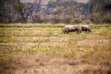 View of two white rhinos roaming the savannah grasslands of the Lake Nakuru National Park in Kenya