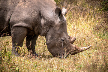 Fototapeta premium Close-up view of a white rhino grazing in the savannah grasslands of the Lake Nakuru National Park in Kenya