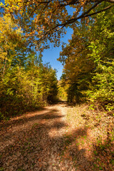 Fototapeta premium Autumn Forest. Vivid october day in colorful forest.