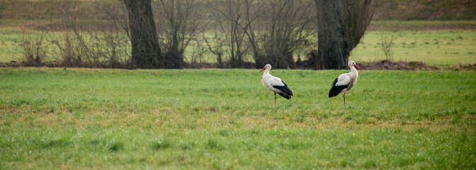 Two storks in a field