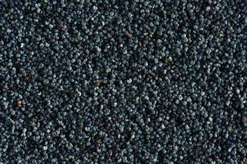 Poppy seeds close-up as a background. Spices. Seasoning for dishes. Additive ingredient for the preparation of delicious delicacies. Opium Poppy