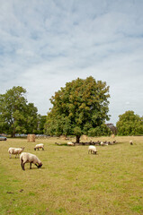 Obraz premium sheep on a meadow