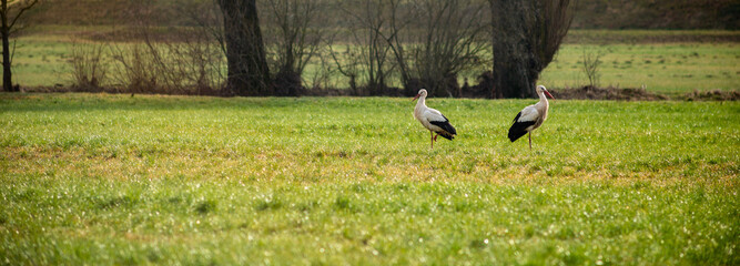 Two storks in a field