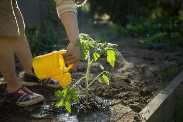 Fototapeta premium unrecognizable child watering tomato seedlings in the garden on a bright sunny day. Earth day. Ecological education, care of flora in garden. little helper - gardener. Eco education. selective focus
