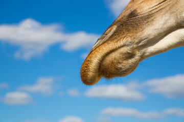 Nose of a giraffe against a blue sky with clouds close-up. Portrait of a giraffe. Lips of a giraffe. A view from below on the giraffe.