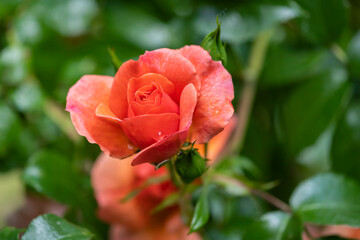 A gorgeous blooming pink rose in close-up against a blurred green background