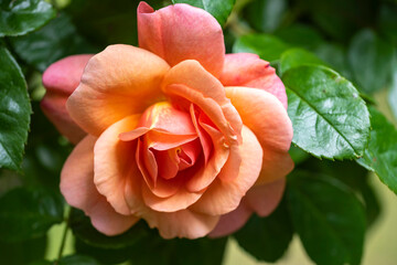 A closeup of a blooming pink rose against a blurred green background 