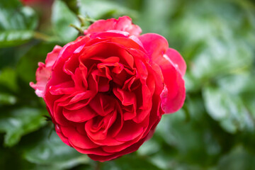 A gorgeous blooming pink rose in close-up against a blurred green background