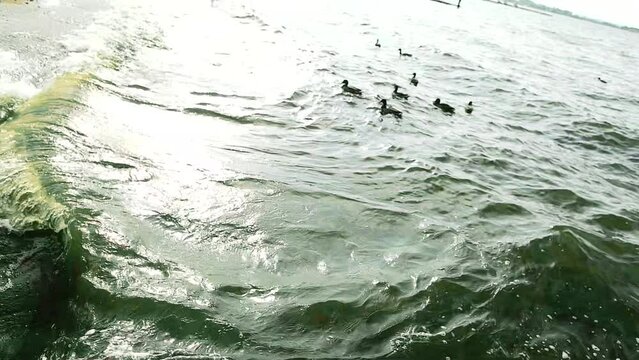 Ducks swim on the water surface of the autumn lake. Media. Dark and muddy water of the reservoir, two beautiful birds.