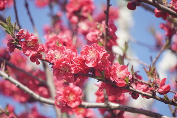 桃の花