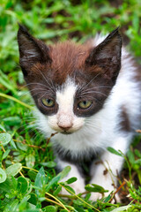 Little kitten sits and hides in the green grass