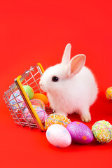 Easter bunny and eggs concept.