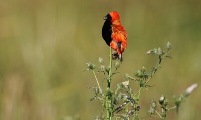 Southern Red Bishop, Kruger National Park