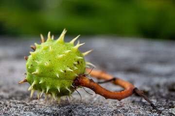 close up of a chestnut