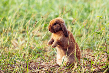 Happy Easter Bunny with grass at nature. Cute hare. Little rabbit on green grass. Rabbit sitting on grass in garden, Cute bunny