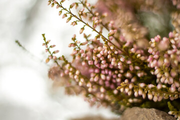 A gentle background for the presentation. Stones and small pink flower buds. Stylish appearance, layout, personality. Banner, a place for text.