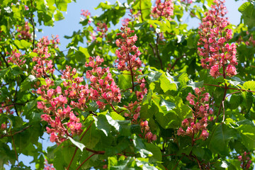 Blooming Kyiv pink spring chestnut tree