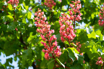Blooming Kyiv pink spring chestnut tree