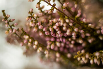 Soft background for the presentation.  Stones and small pink flower buds. Macro photography. Stylish appearance, layout, personality.