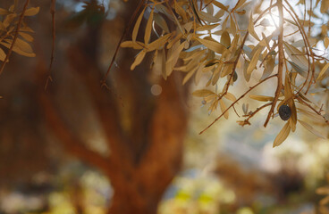 walk in olive grove, Harvest ready to produce extra virgin olive oil. over Saklikent canyon Turkey. Large and old vintage olive tree with sun rays