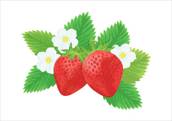 苺と苺の花のイラスト　ベクター素材　