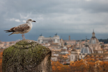 A bird looking over Rome, Italy