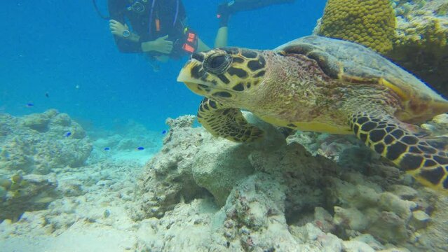Scuba Diver swimming with green sea turtle in Maldives Indian Ocean