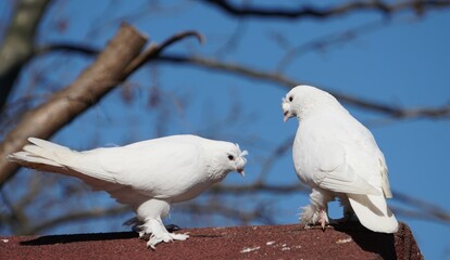 Pigeons