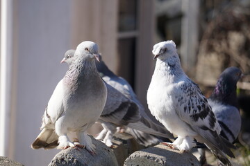 Pigeons