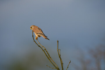 Ein Turmfalke klammert sich an einen Zweig eines Baumes und hält Ausschau nach Beute