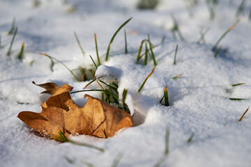 Image of yellow leaves in the snow.