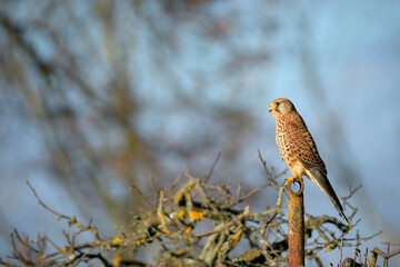 Ein schöner Turmfalke sitzt auf einem Zaunpfosten bei Obstbäumen und wird von der Abendsonne angeleuchtet .
