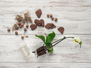 Transplanting mini orchids. Home gardening, breeding of orchids. Diseases of orchids, taking care...
