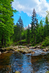 A picturesque mountain river flows over rocks in a green forest.