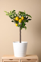 Idea for minimalist interior design. Small potted lemon tree with fruits on wooden table near beige...