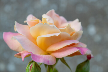 pink and yellow rose