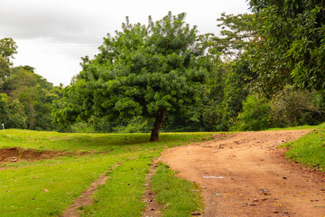 Fototapeta na wymiar Uma vista do Jardim Botânico muito verde e arborizado na cidade de Goiânia em Goiás.