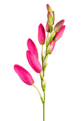 Beautiful pink lilies isolated on white background