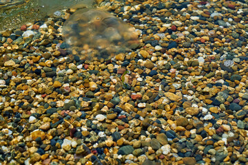 Small sea jellyfish. Jellyfish swim in sea water.