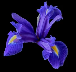 Schilderijen op glas iris flower grows on a black background © Igor